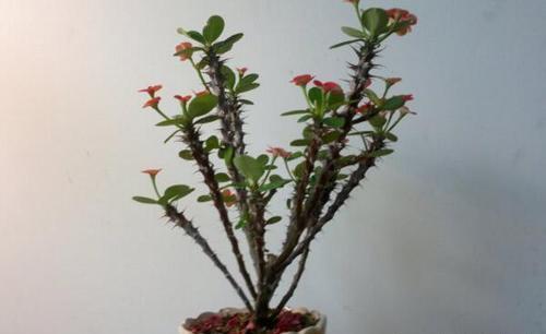 盆栽虎刺梅，养护注意这几点，枝繁叶茂，花开满枝头！