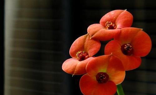 盆栽虎刺梅，养护注意这几点，枝繁叶茂，花开满枝头！