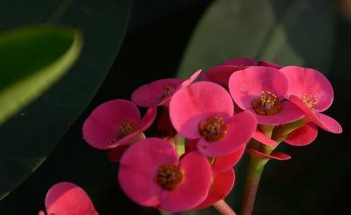 盆栽虎刺梅，养护注意这几点，枝繁叶茂，花开满枝头！