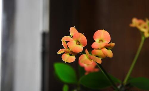 盆栽虎刺梅，养护注意这几点，枝繁叶茂，花开满枝头！