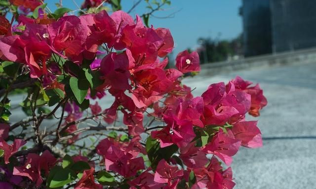 北方室内最低温度处于10度左右，该如何养护三角梅？