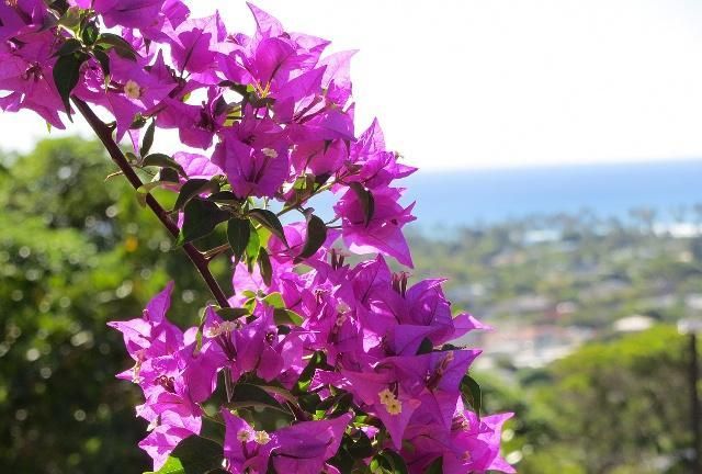 北方室内最低温度处于10度左右，该如何养护三角梅？