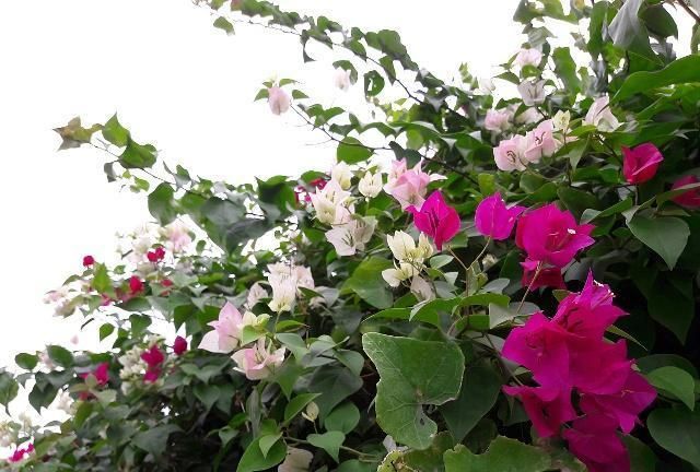 北方室内最低温度处于10度左右，该如何养护三角梅？