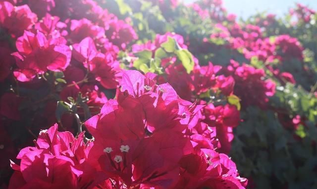 北方室内最低温度处于10度左右，该如何养护三角梅？