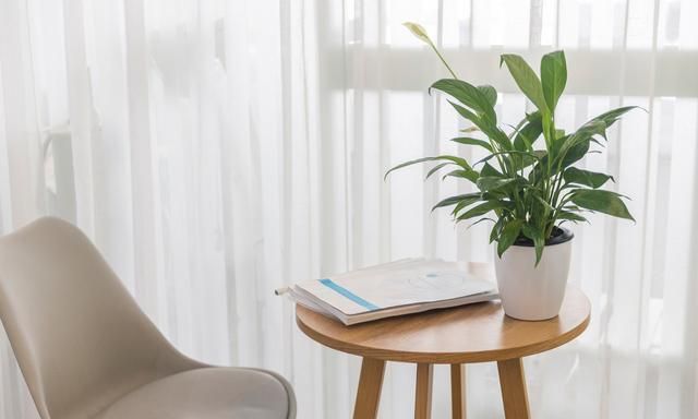 “空气卫士”和平芋是什么植物?在家该怎么养护呢?记住这几点