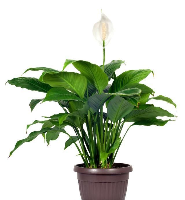 “空气卫士”和平芋是什么植物?在家该怎么养护呢?记住这几点