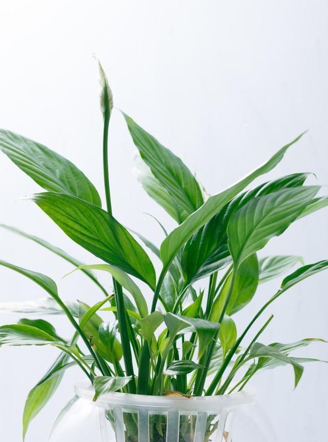 “空气卫士”和平芋是什么植物?在家该怎么养护呢?记住这几点