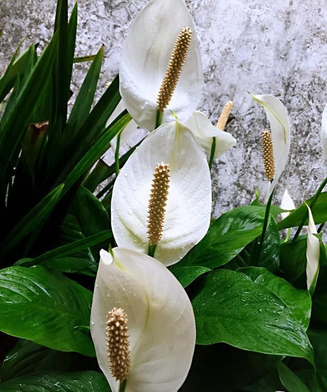 “空气卫士”和平芋是什么植物?在家该怎么养护呢?记住这几点