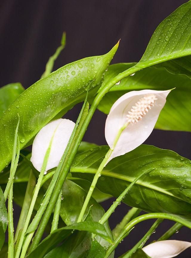 “空气卫士”和平芋是什么植物?在家该怎么养护呢?记住这几点