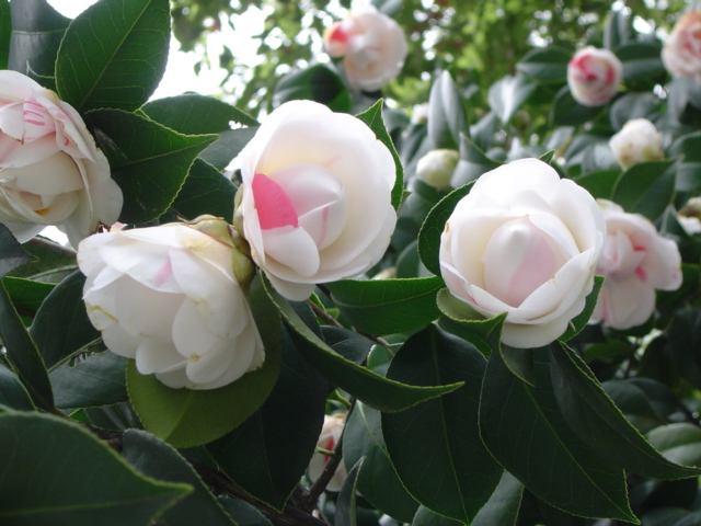 这3种花半阴环境都能开花,不用堆在阳台上,养护更简单了