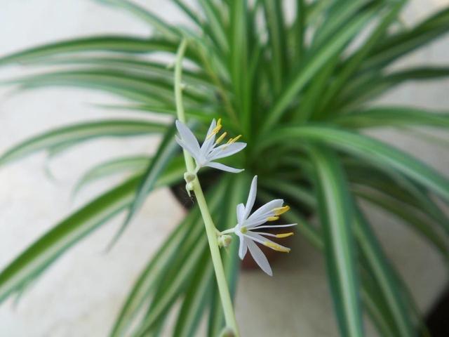 这3种花半阴环境都能开花,不用堆在阳台上,养护更简单了