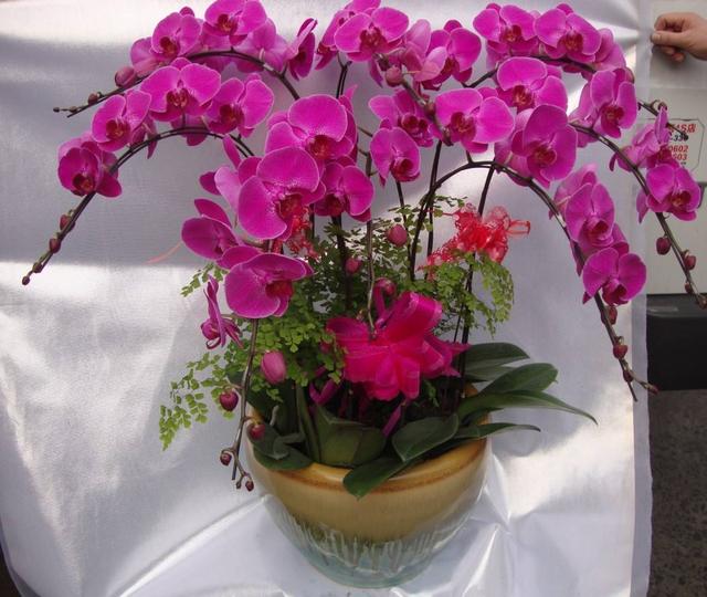 这3种花半阴环境都能开花,不用堆在阳台上,养护更简单了