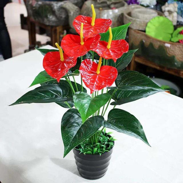 这3种花半阴环境都能开花,不用堆在阳台上,养护更简单了