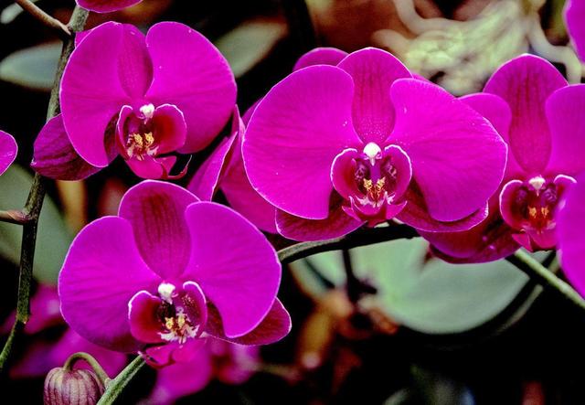 这3种花半阴环境都能开花,不用堆在阳台上,养护更简单了