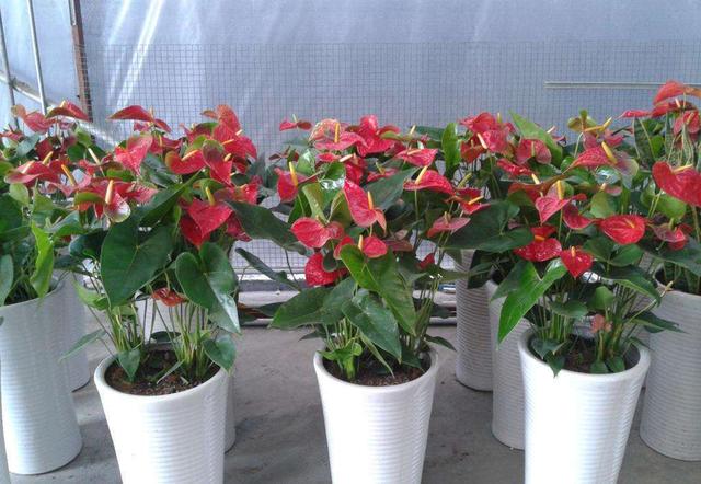 这3种花半阴环境都能开花,不用堆在阳台上,养护更简单了