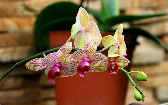 这3种花半阴环境都能开花,不用堆在阳台上,养护更简单了