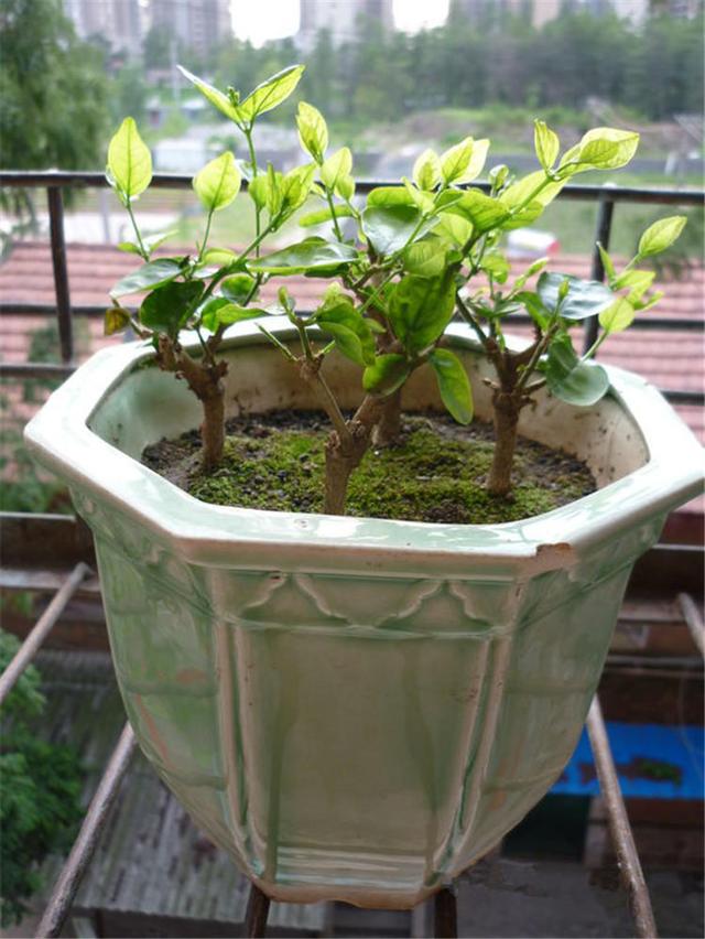 茉莉花四季“生长状态”不同，按照气候养护，不怕枯枝花期爆盆