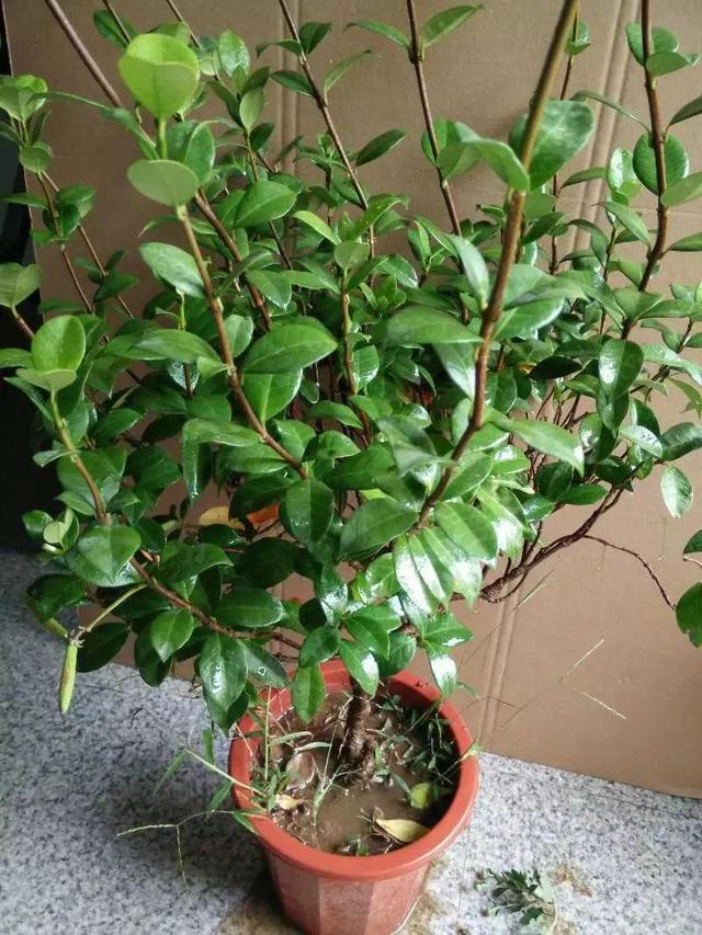 茉莉花四季“生长状态”不同，按照气候养护，不怕枯枝花期爆盆