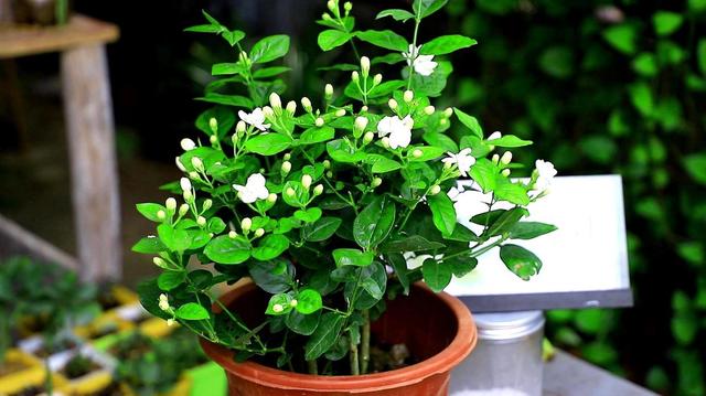 茉莉花四季“生长状态”不同，按照气候养护，不怕枯枝花期爆盆