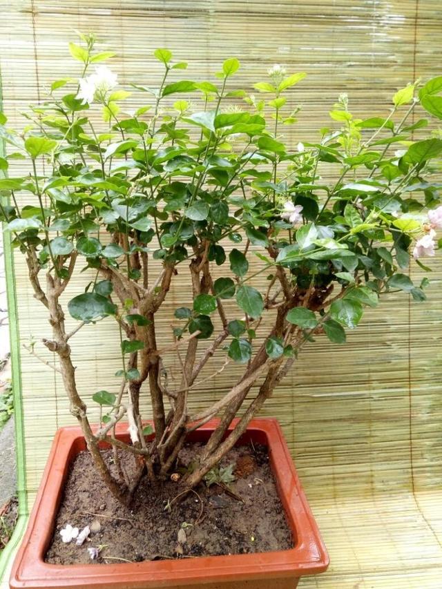 茉莉花四季“生长状态”不同，按照气候养护，不怕枯枝花期爆盆
