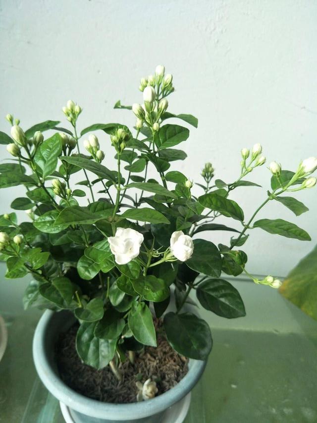 茉莉花四季“生长状态”不同，按照气候养护，不怕枯枝花期爆盆