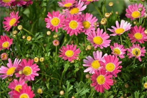 一种繁花冬天开得旺盛,花型虽小却能爆盆,养护简单需要常修剪