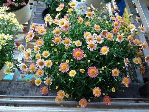 一种繁花冬天开得旺盛,花型虽小却能爆盆,养护简单需要常修剪