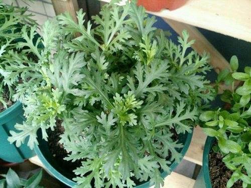 一种繁花冬天开得旺盛,花型虽小却能爆盆,养护简单需要常修剪