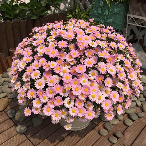 一种繁花冬天开得旺盛,花型虽小却能爆盆,养护简单需要常修剪