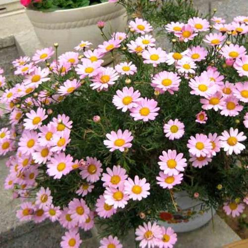 一种繁花冬天开得旺盛,花型虽小却能爆盆,养护简单需要常修剪