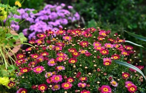 一种繁花冬天开得旺盛,花型虽小却能爆盆,养护简单需要常修剪