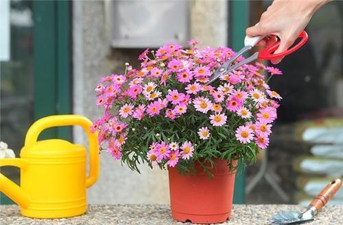 一种繁花冬天开得旺盛,花型虽小却能爆盆,养护简单需要常修剪