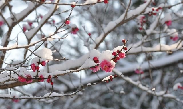 红梅花怎么养护？注意这几点细节，就能香一年！