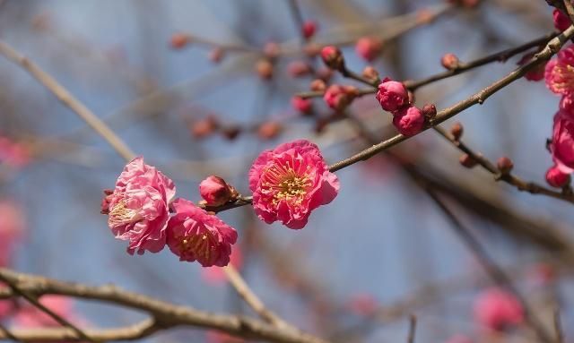 红梅花怎么养护？注意这几点细节，就能香一年！