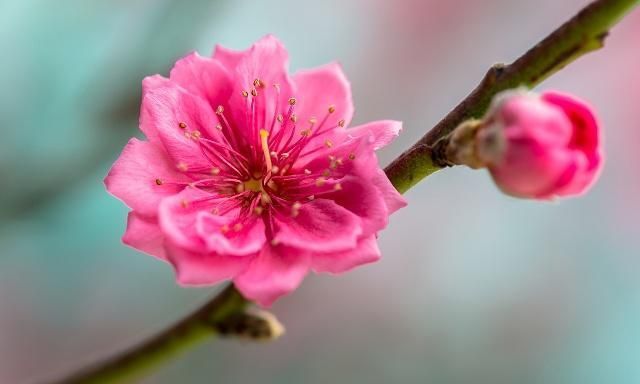 红梅花怎么养护？注意这几点细节，就能香一年！