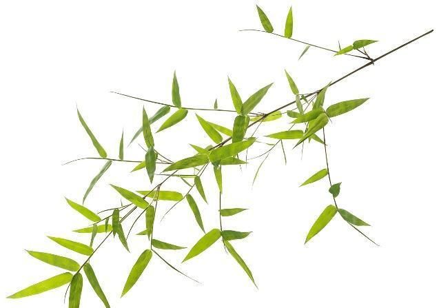 绿竹冬天应该如何养护?