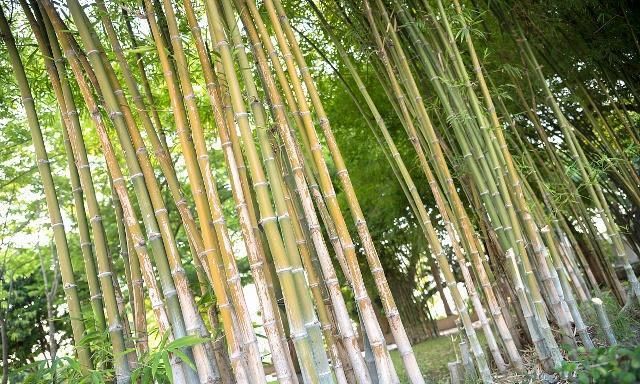 绿竹冬天应该如何养护?