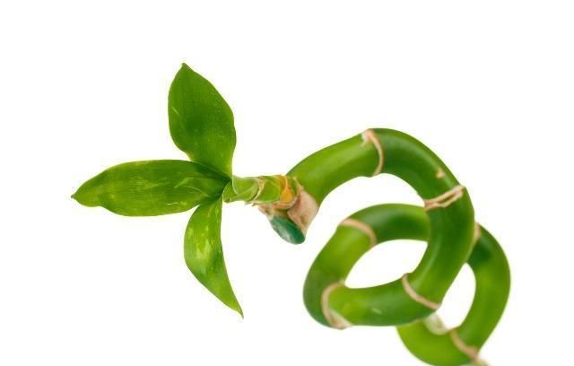 绿竹冬天应该如何养护?