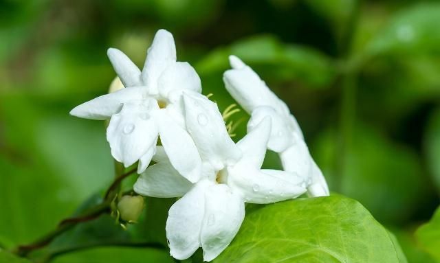 茉莉开花时香味太淡?掌握施肥养护的技艺,花香浓郁、沁人心脾