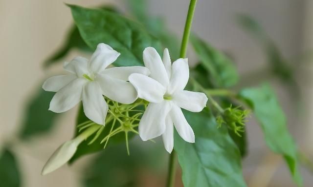 茉莉开花时香味太淡?掌握施肥养护的技艺,花香浓郁、沁人心脾