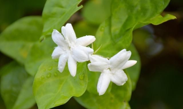 茉莉开花时香味太淡?掌握施肥养护的技艺,花香浓郁、沁人心脾