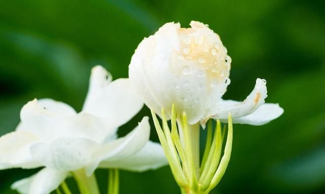茉莉开花时香味太淡?掌握施肥养护的技艺,花香浓郁、沁人心脾