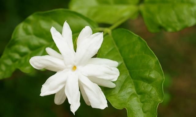 茉莉开花时香味太淡?掌握施肥养护的技艺,花香浓郁、沁人心脾