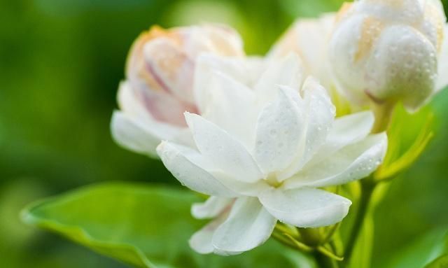 茉莉开花时香味太淡?掌握施肥养护的技艺,花香浓郁、沁人心脾