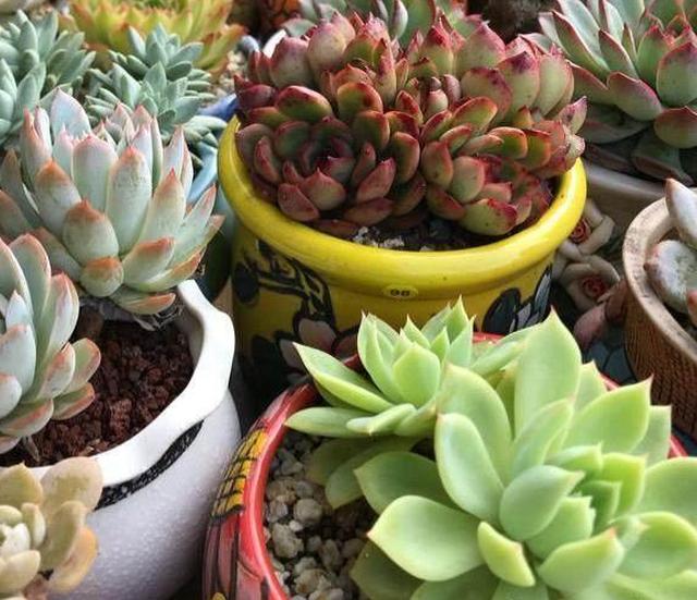 多肉在这样的环境下养护,一个劲猛长,再也不会出现黑腐烂根