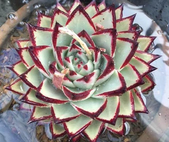 多肉在这样的环境下养护,一个劲猛长,再也不会出现黑腐烂根