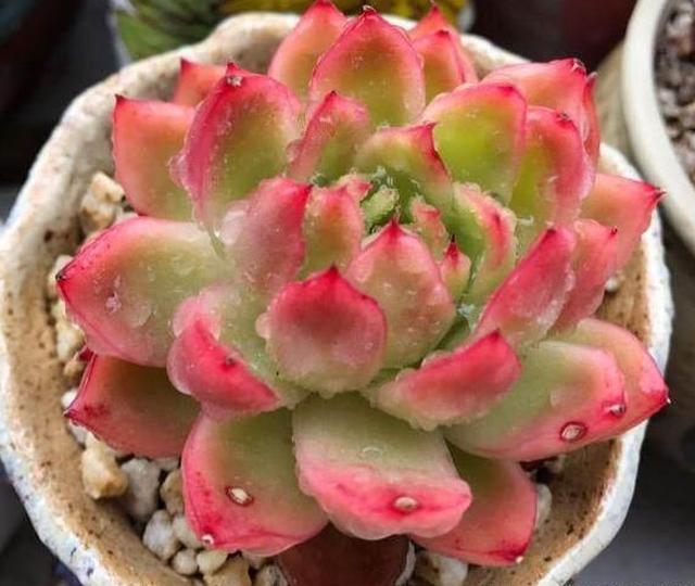 多肉在这样的环境下养护,一个劲猛长,再也不会出现黑腐烂根