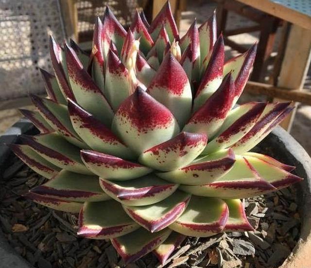 多肉在这样的环境下养护,一个劲猛长,再也不会出现黑腐烂根