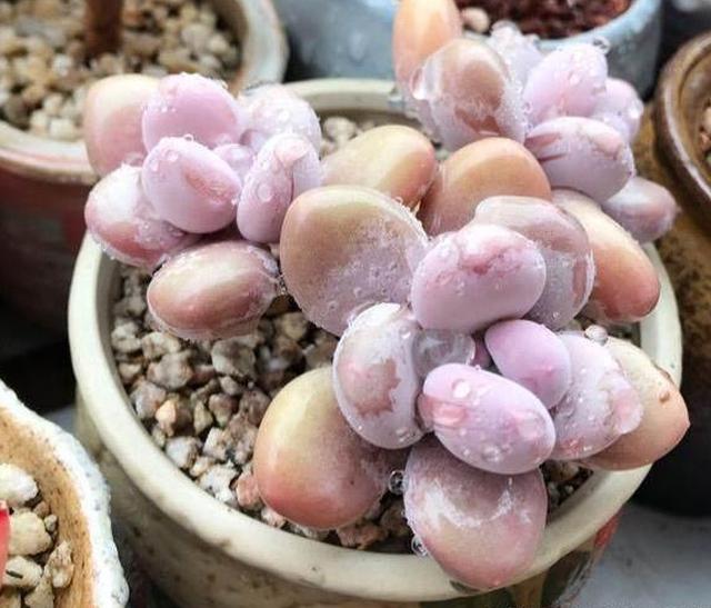 多肉在这样的环境下养护,一个劲猛长,再也不会出现黑腐烂根