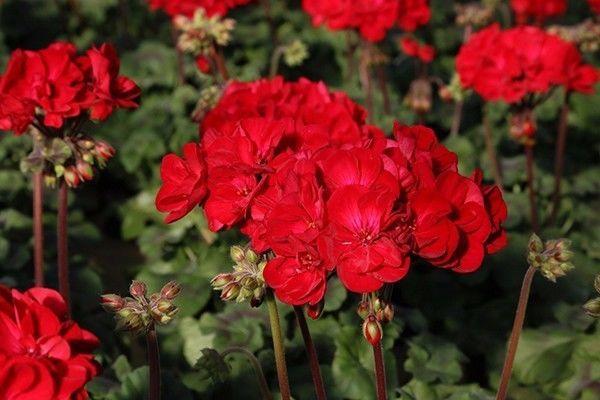 吊兰、兰花、天竺葵，养护大全，看一看这些知识，花长得更旺盛